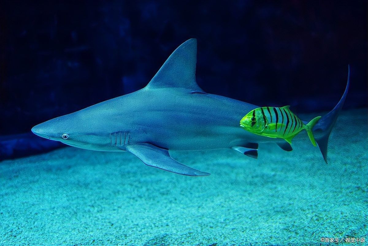 龍魚身體傾斜會死嗎：龍魚身體傾斜會導致死亡嗎，龍魚身體傾斜會自愈嗎
