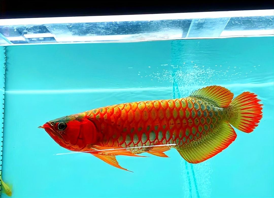 如何減少招財魚和紅龍魚的沖突：如何減少招財魚和紅龍魚之間的沖突？ 如何減少招財魚和紅龍魚的沖突：如何減少招財魚和紅龍魚之間的沖突？ 龍魚百科 第3張