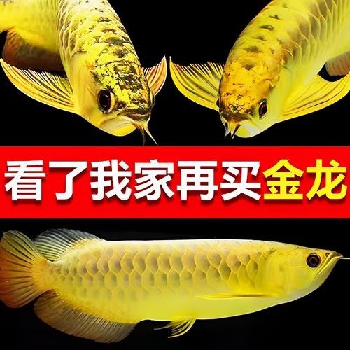 給我一些黃金龍魚的照片：關于黃金龍魚的介紹