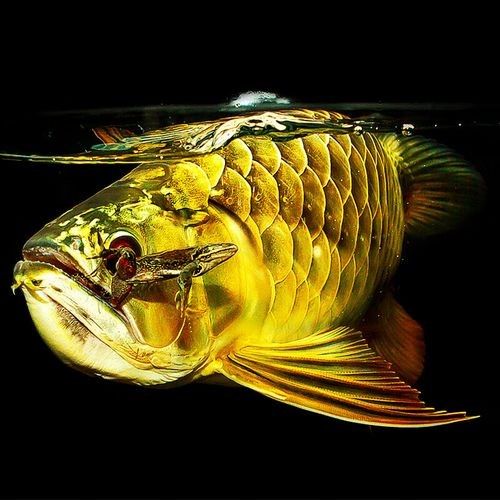 給我一些黃金龍魚的照片：關于黃金龍魚的介紹