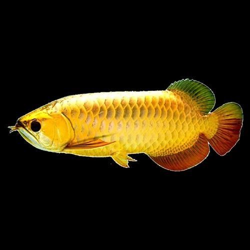 給我一些黃金龍魚的照片：關于黃金龍魚的介紹