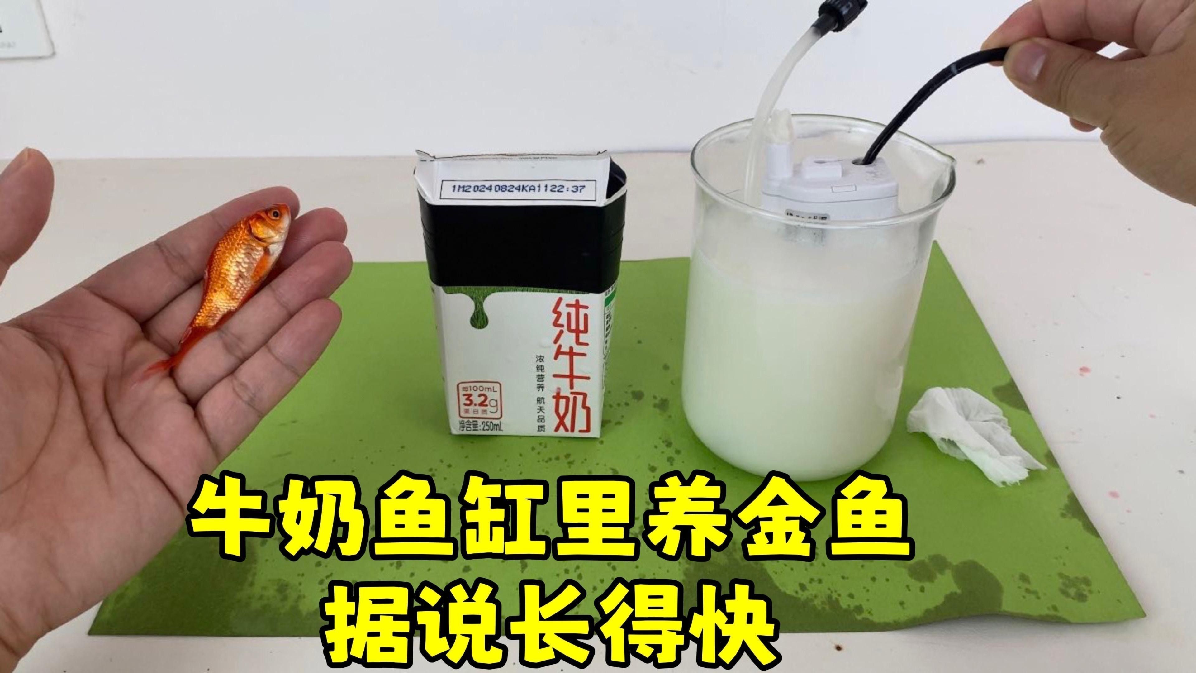 混養需要多大的魚缸？：混養魚缸需要多大尺寸