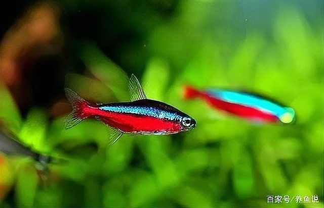 混養需要多大的魚缸？：混養魚缸需要多大尺寸