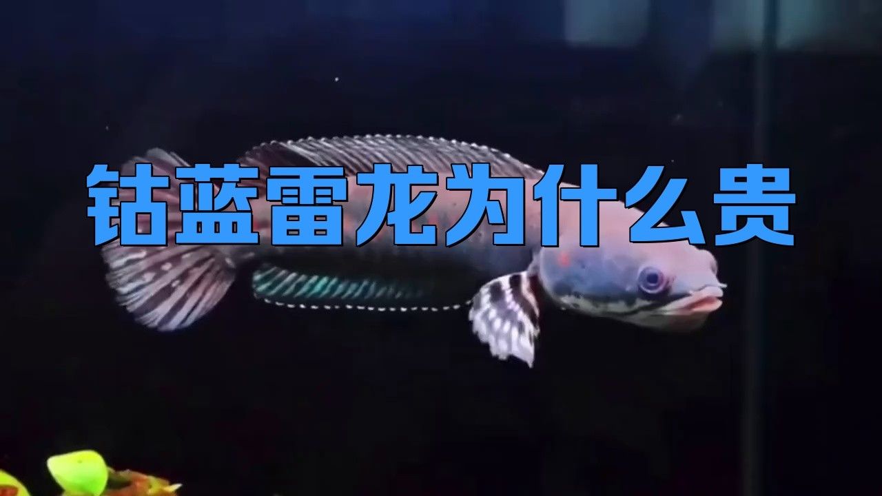 哪種藍色雷龍魚最貴？：哪種藍色雷龍魚最貴