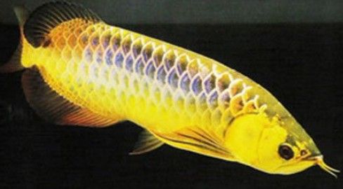 龍魚繁殖后親魚會死亡嗎：如何降低龍魚繁殖后親魚的死亡率？