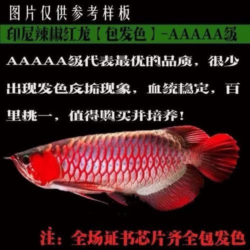 辣椒紅龍的價格是多少？：9月19日庫爾勒紅辣椒價格行情