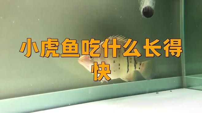 虎紋恐龍魚多久喂一次：虎紋恐龍魚的喂食頻率