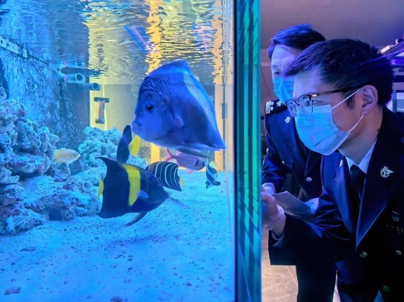 如何合法進口大湖紅龍魚？：如何合法進口大湖紅龍魚