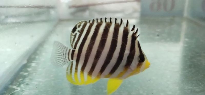 如何合法進口大湖紅龍魚？：如何合法進口大湖紅龍魚