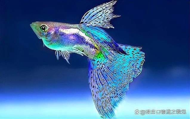 如何合法進口大湖紅龍魚？：如何合法進口大湖紅龍魚