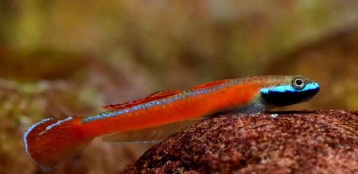 如何合法進口大湖紅龍魚？：如何合法進口大湖紅龍魚