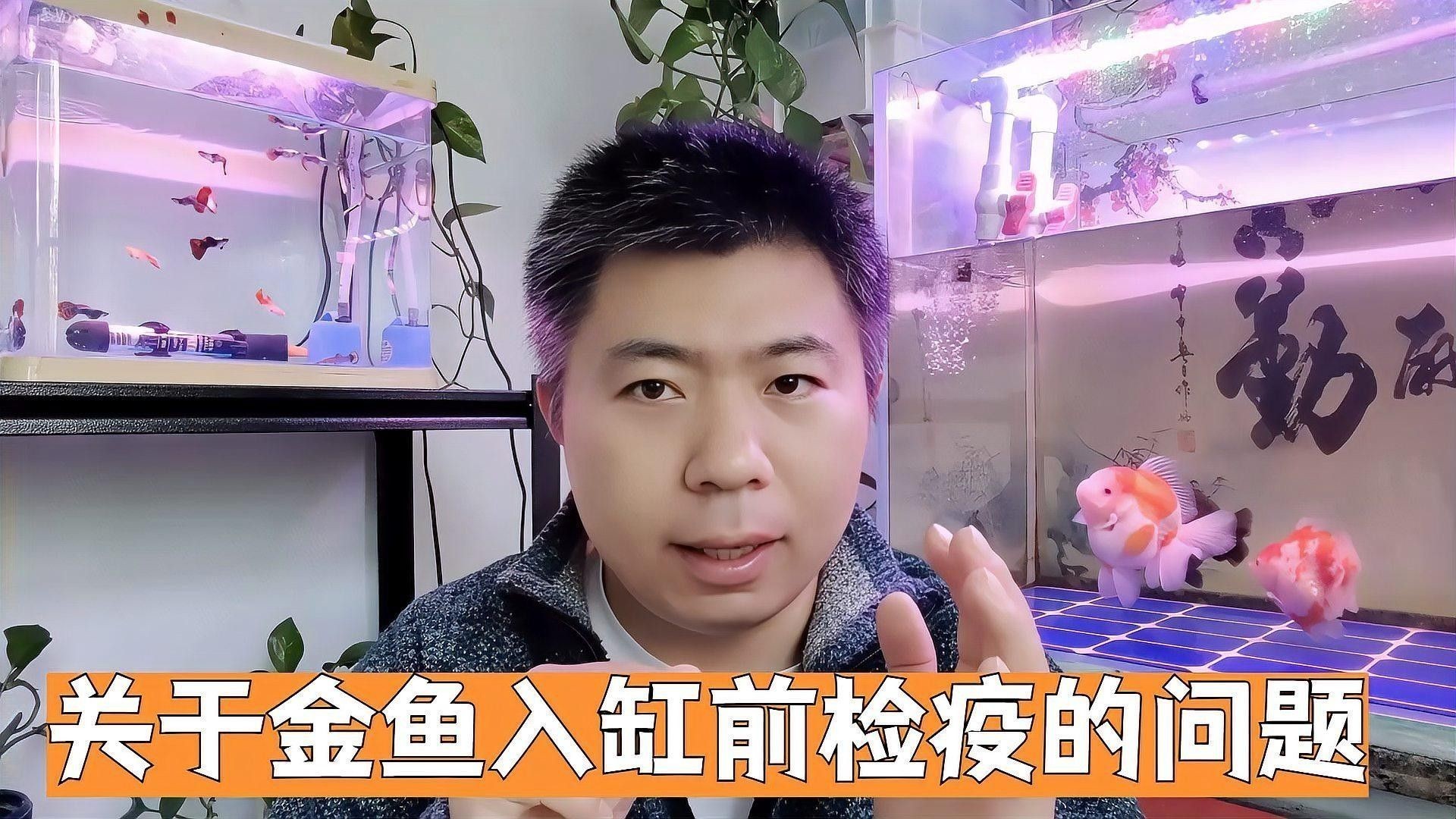 如何合法進口大湖紅龍魚？：如何合法進口大湖紅龍魚