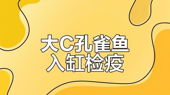 如何合法進口大湖紅龍魚？：如何合法進口大湖紅龍魚