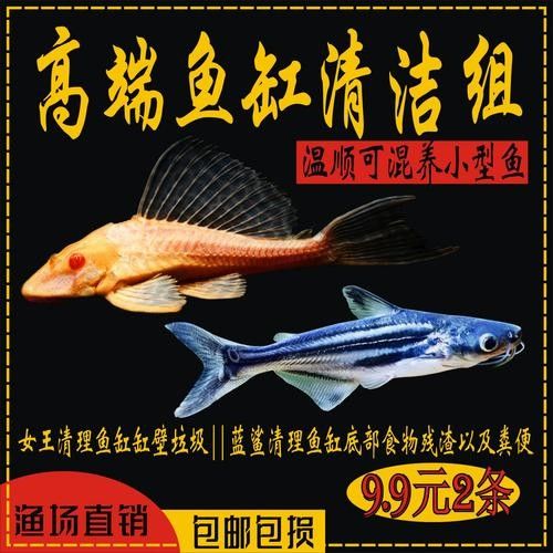 如何選擇適合混養的藍鯊魚：混養藍鯊魚需要注意什么？