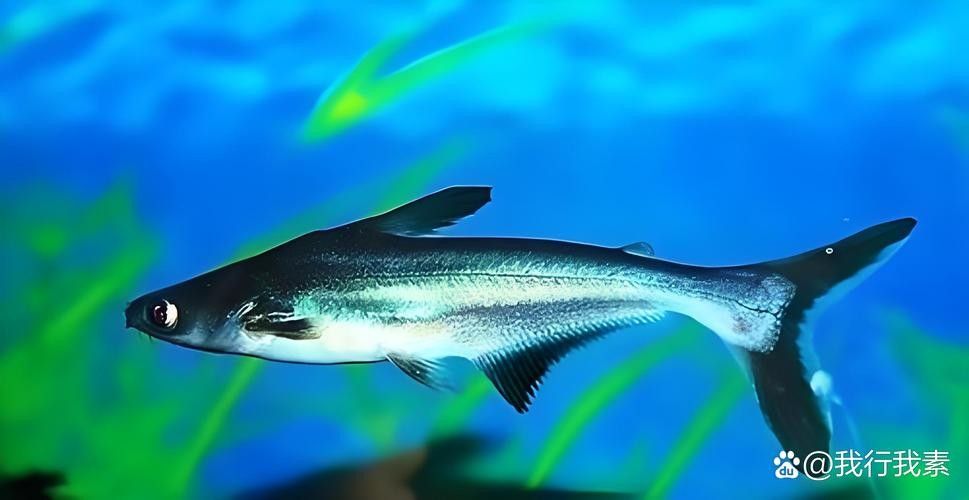 如何選擇適合混養的藍鯊魚：混養藍鯊魚需要注意什么？