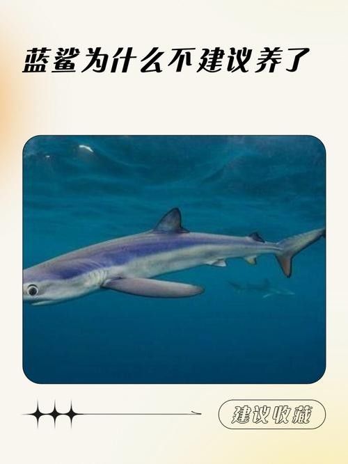 如何選擇適合混養的藍鯊魚：混養藍鯊魚需要注意什么？