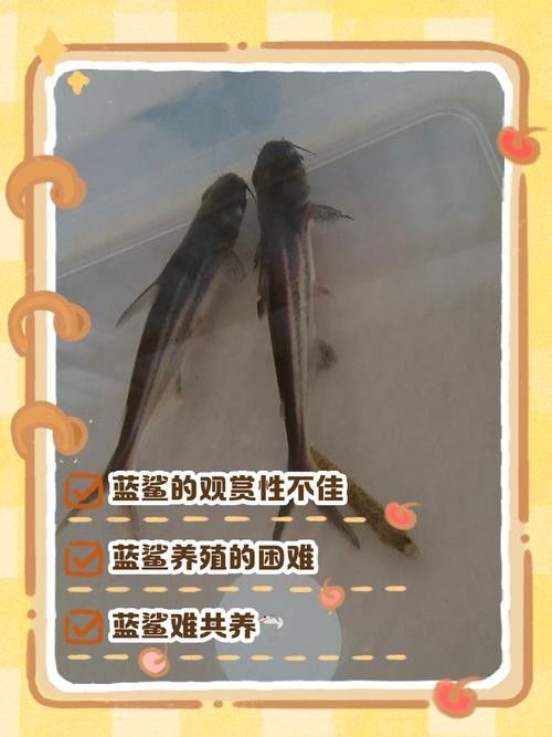 如何選擇適合混養的藍鯊魚：混養藍鯊魚需要注意什么？