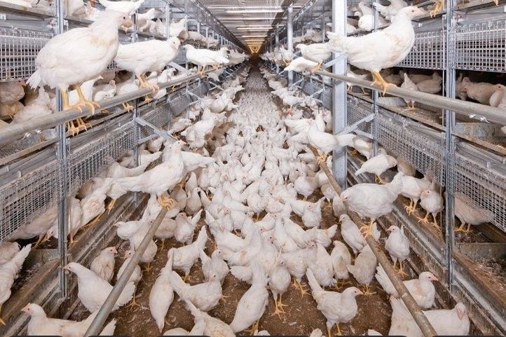混養中如何合理分區？：合理分區是確保不同物種健康生長、減少沖突的關鍵