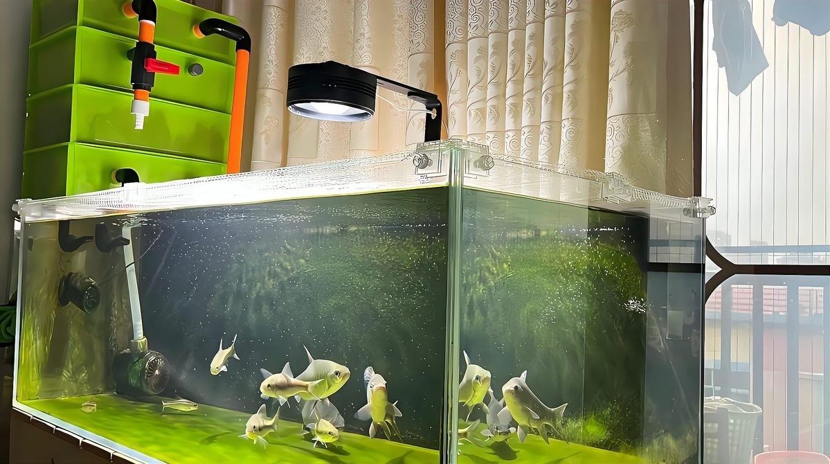 龍魚飼養中如何維護過濾系統：如何維護龍魚過濾系統