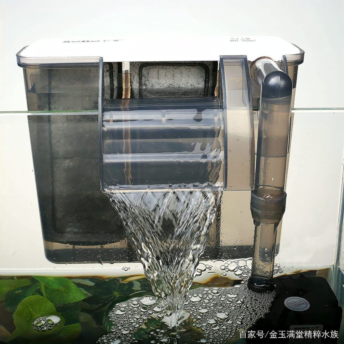 龍魚飼養中如何維護過濾系統：如何維護龍魚過濾系統