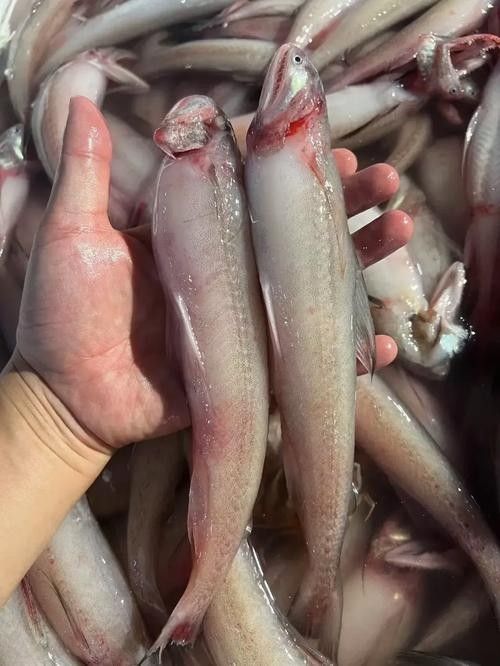寧波龍魚批發(fā)市場的價格如何：關(guān)于寧波龍魚批發(fā)市場的價格分析 寧波龍魚批發(fā)市場的價格如何：關(guān)于寧波龍魚批發(fā)市場的價格分析 龍魚百科 第2張