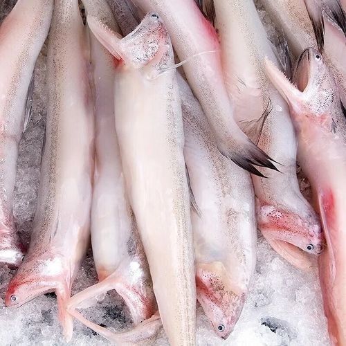 寧波龍魚批發(fā)市場的價格如何：關(guān)于寧波龍魚批發(fā)市場的價格分析 寧波龍魚批發(fā)市場的價格如何：關(guān)于寧波龍魚批發(fā)市場的價格分析 龍魚百科 第5張