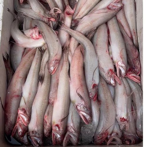 寧波龍魚批發(fā)市場的價格如何：關(guān)于寧波龍魚批發(fā)市場的價格分析 寧波龍魚批發(fā)市場的價格如何：關(guān)于寧波龍魚批發(fā)市場的價格分析 龍魚百科 第3張