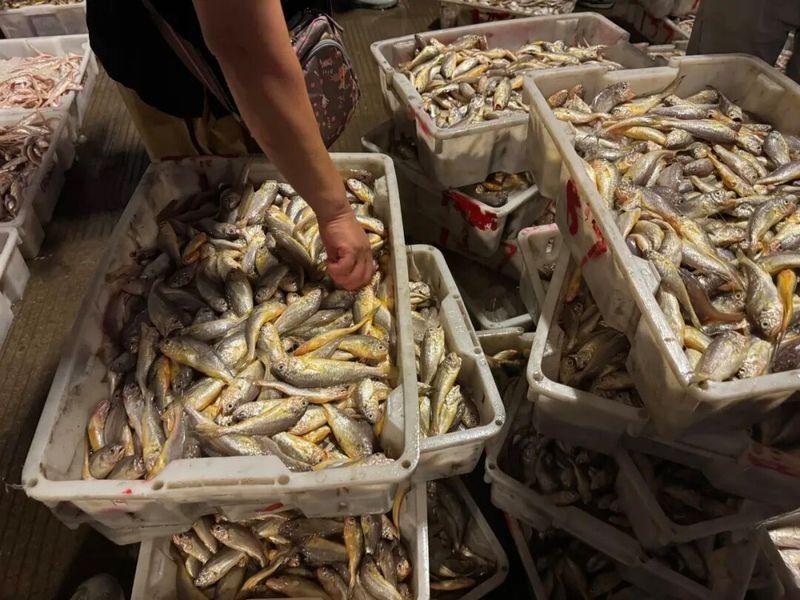 寧波龍魚批發(fā)市場的價格如何：關(guān)于寧波龍魚批發(fā)市場的價格分析 寧波龍魚批發(fā)市場的價格如何：關(guān)于寧波龍魚批發(fā)市場的價格分析 龍魚百科 第8張