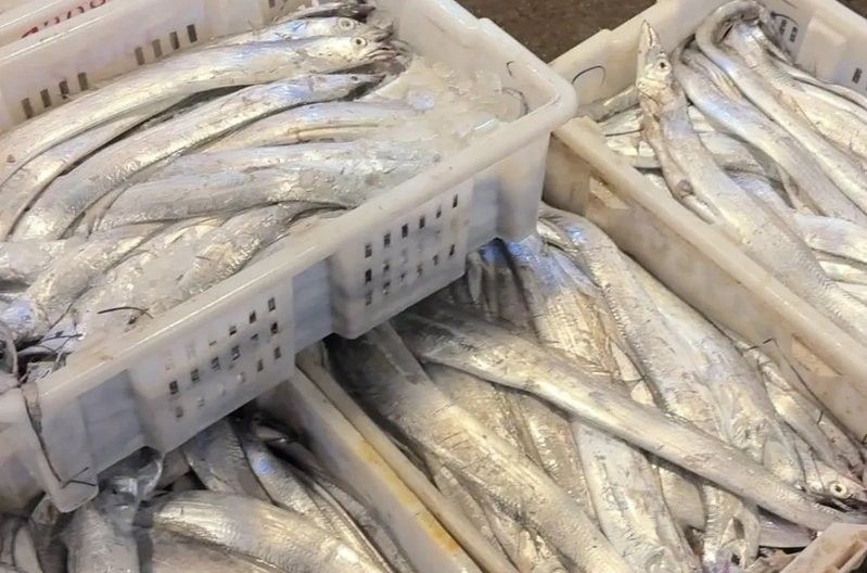 寧波龍魚批發(fā)市場的價格如何：關(guān)于寧波龍魚批發(fā)市場的價格分析 寧波龍魚批發(fā)市場的價格如何：關(guān)于寧波龍魚批發(fā)市場的價格分析 龍魚百科 第12張
