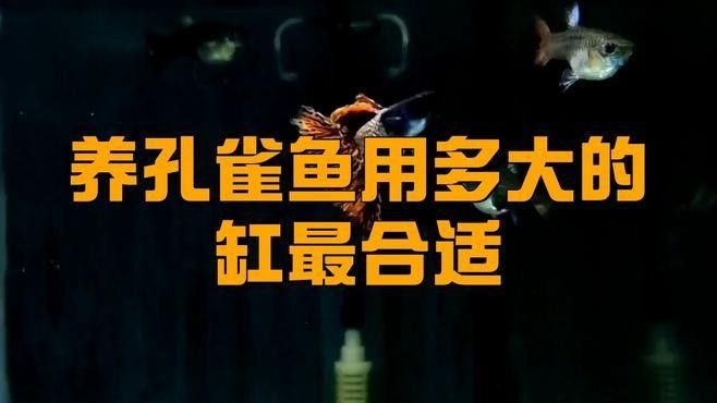 孔雀魚混養(yǎng)需要多大的魚缸？：孔雀魚混養(yǎng)的最佳尺寸是多少
