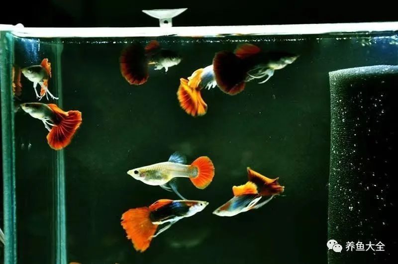 孔雀魚混養(yǎng)需要多大的魚缸？：孔雀魚混養(yǎng)的最佳尺寸是多少