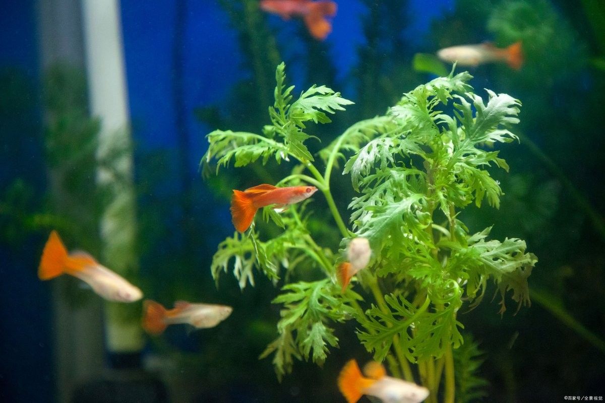 孔雀魚混養(yǎng)需要多大的魚缸？：孔雀魚混養(yǎng)的最佳尺寸是多少