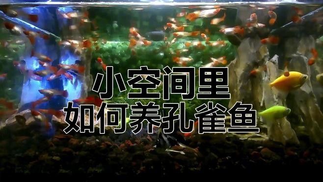 孔雀魚混養(yǎng)需要多大的魚缸？：孔雀魚混養(yǎng)的最佳尺寸是多少