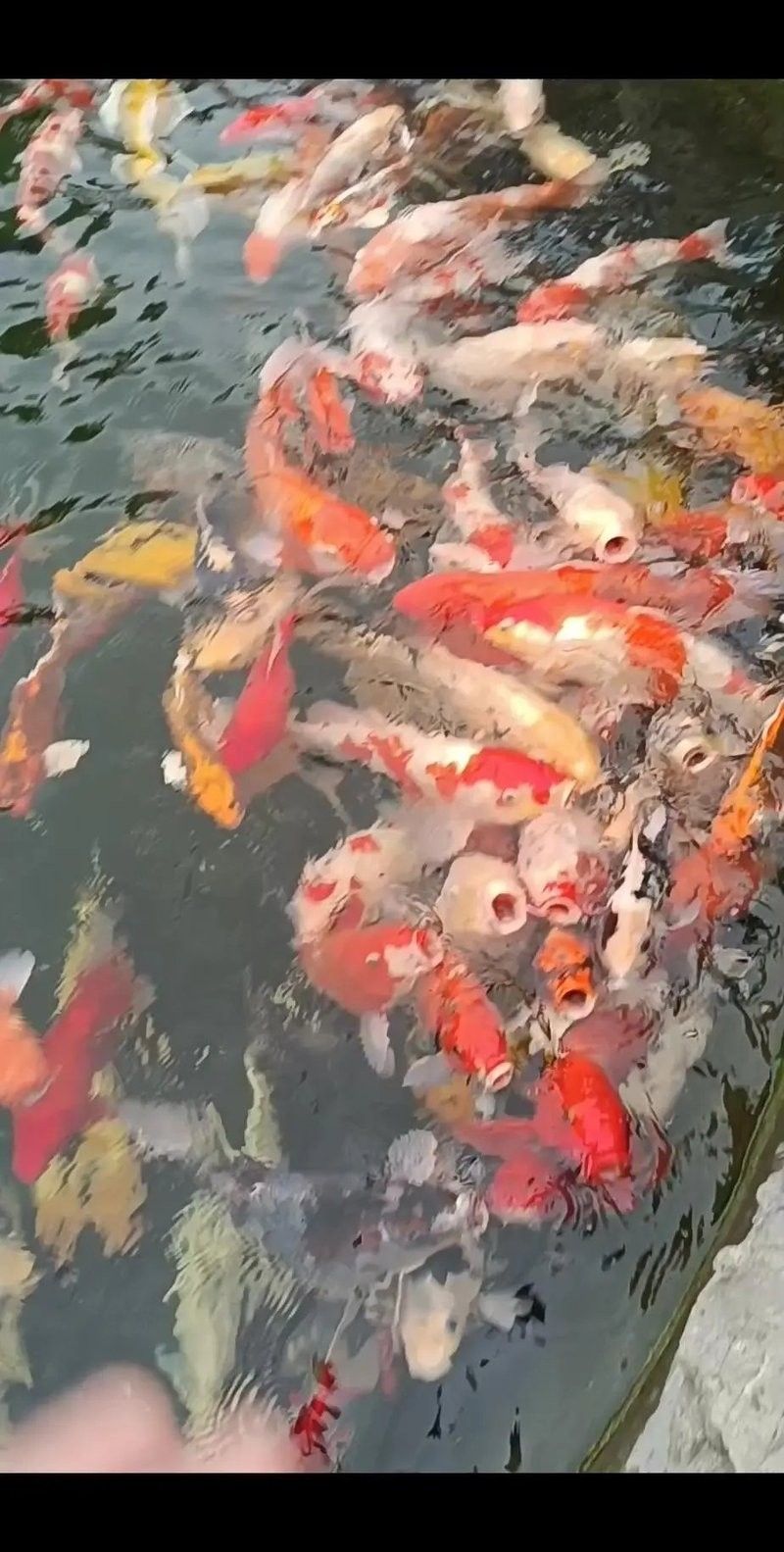 泰安龍魚批發有哪些品種：泰安地區龍魚批發市場