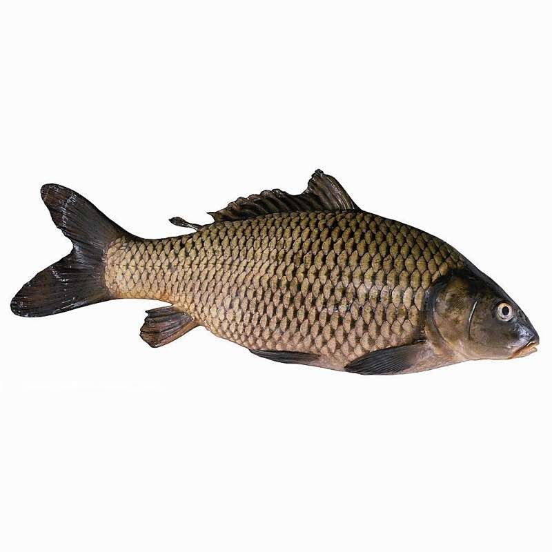 泰安龍魚批發有哪些品種：泰安地區龍魚批發市場