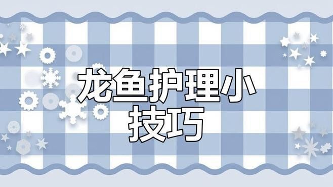 如何維持雪龍魚的水質穩定：養龍魚必看:水質管理全攻略