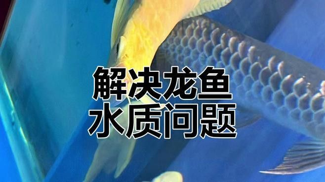 如何維持雪龍魚的水質穩定：養龍魚必看:水質管理全攻略