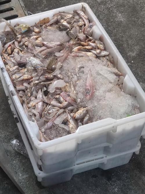 泉州龍魚的價格是多少：泉州龍魚價格因多種因素而異，泉州龍魚的價格因素而異