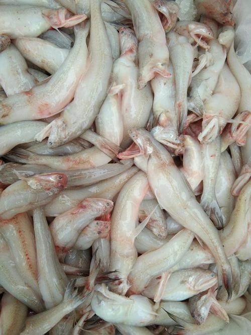 泉州龍魚的價格是多少：泉州龍魚價格因多種因素而異，泉州龍魚的價格因素而異
