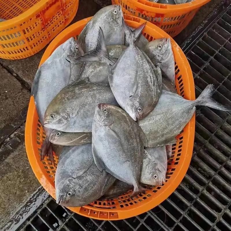 泉州龍魚的價格是多少：泉州龍魚價格因多種因素而異，泉州龍魚的價格因素而異