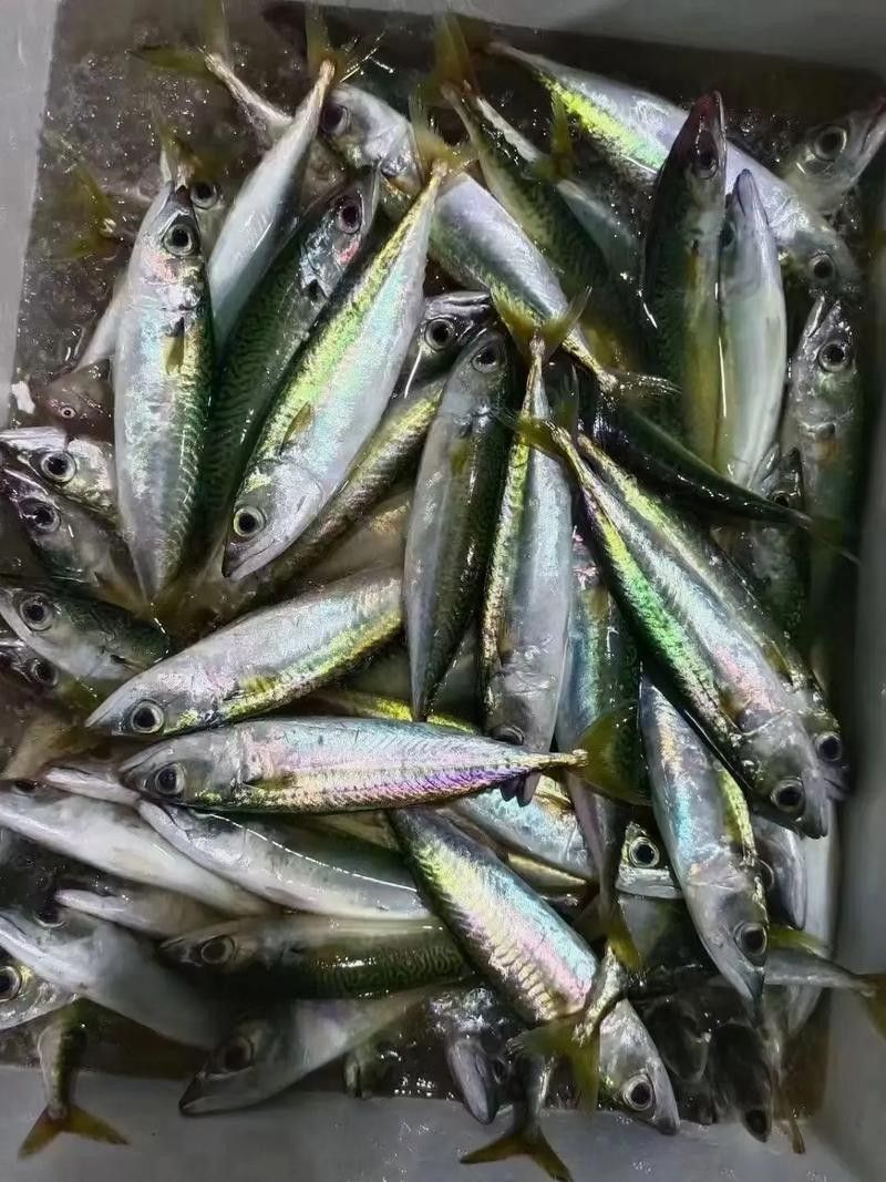 泉州龍魚的價格是多少：泉州龍魚價格因多種因素而異，泉州龍魚的價格因素而異