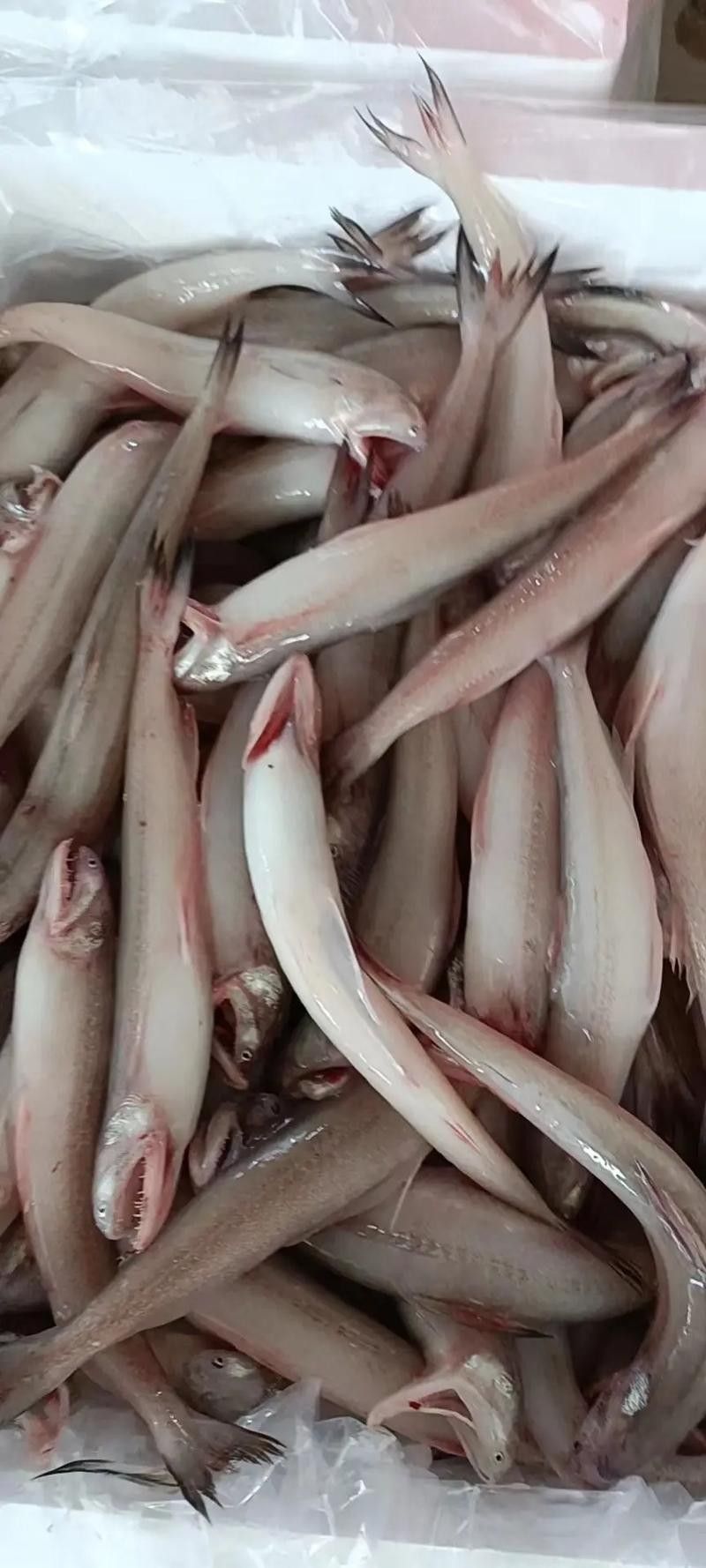 泉州龍魚的價格是多少：泉州龍魚價格因多種因素而異，泉州龍魚的價格因素而異