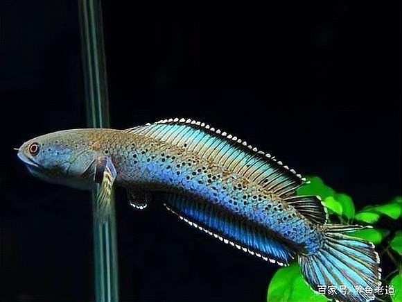 金龍魚背上的白色物質(zhì)如何去除：如何去除金龍魚背上的白色物質(zhì)