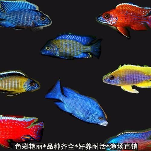 混養圖片高清版：關于混養的高清圖片資源及相關信息