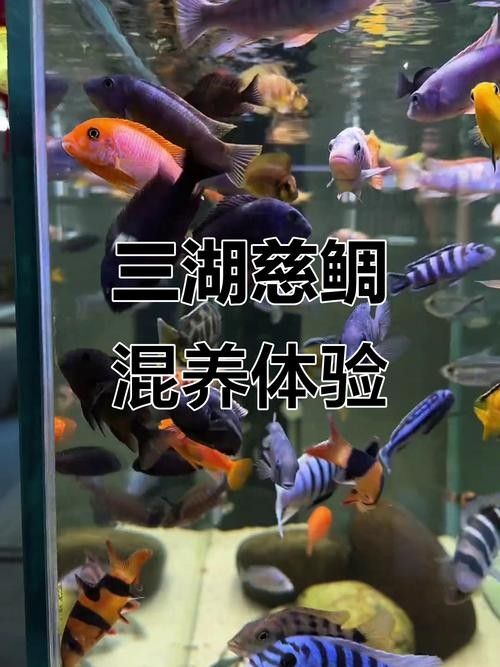 混養圖片高清版：關于混養的高清圖片資源及相關信息
