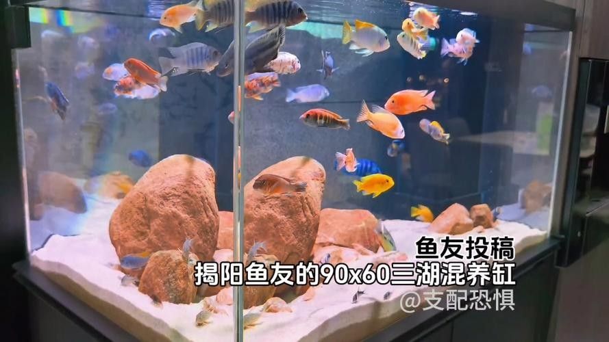 混養圖片高清版：關于混養的高清圖片資源及相關信息