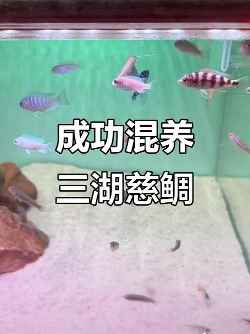 混養圖片高清版：關于混養的高清圖片資源及相關信息