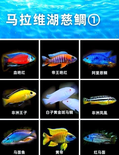 混養圖片高清版：關于混養的高清圖片資源及相關信息