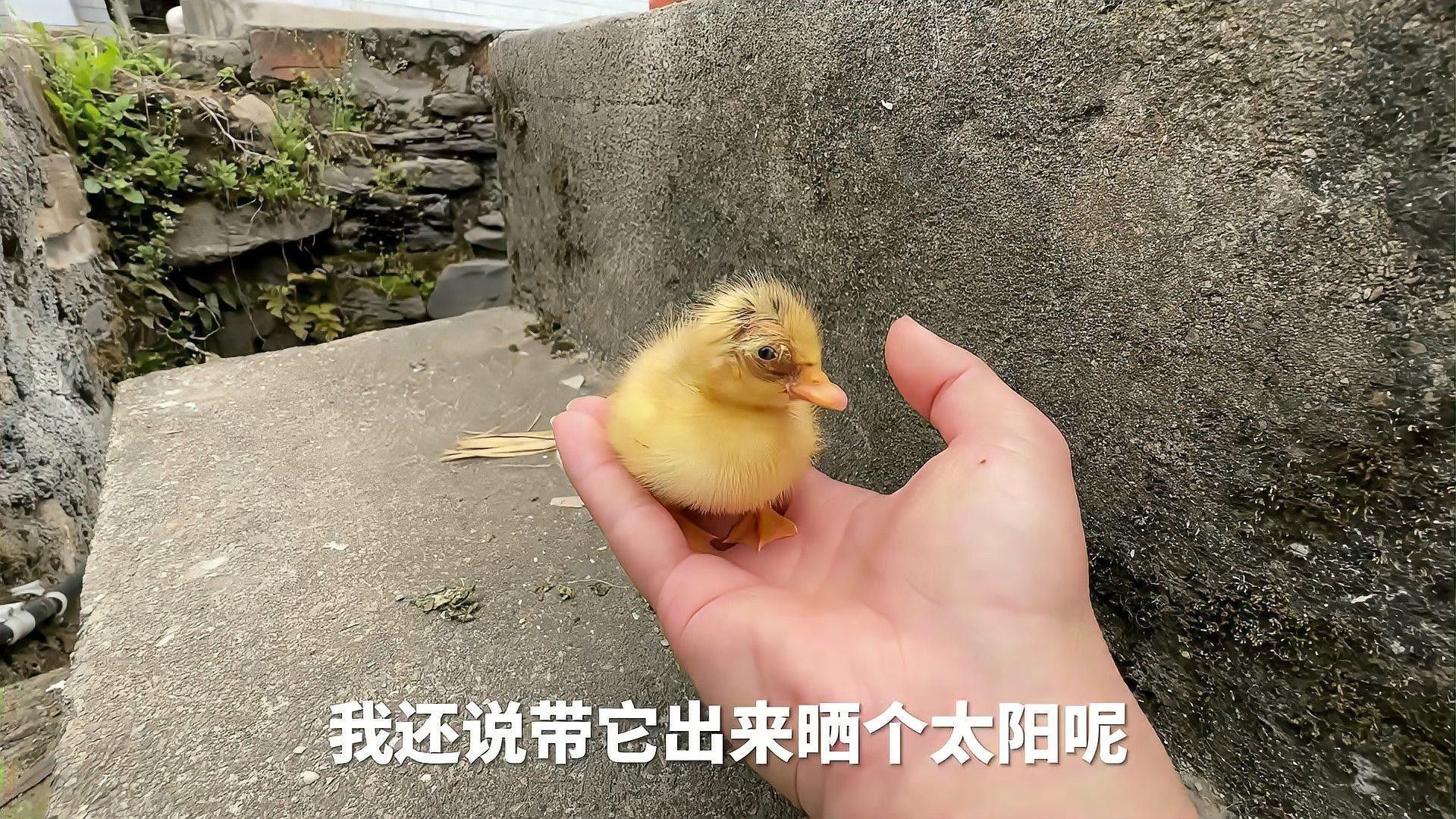 混養圖片高清版：關于混養的高清圖片資源及相關信息