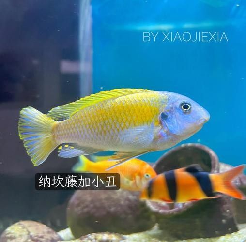混養圖片高清版：關于混養的高清圖片資源及相關信息